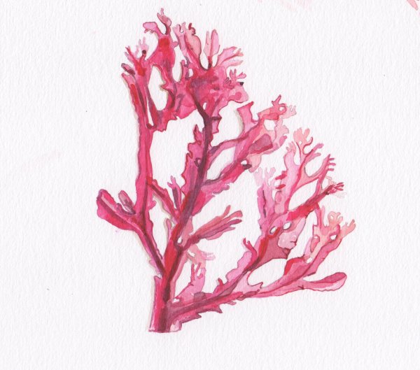 Кораллы рисунок аппликация для детей