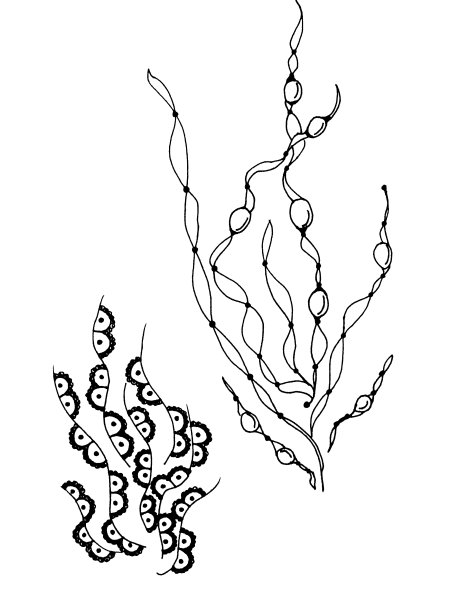 Раскраска морские водоросли