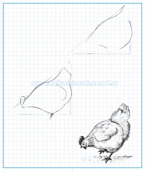 Рисование домашних птиц