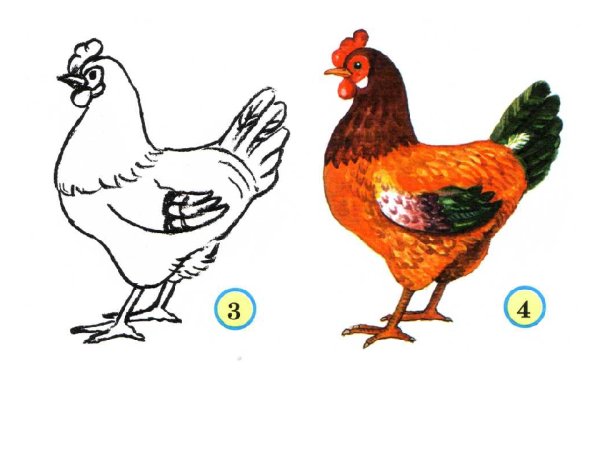 Рисование курицы поэтапно