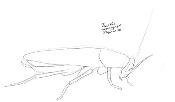 Рисунок таракана пошагово