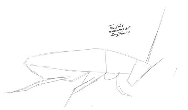 Таракан поэтапное рисование