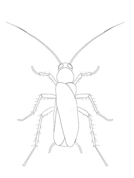 Раскраски насекомые таракан