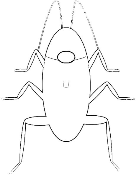 Таракан поэтапное рисование