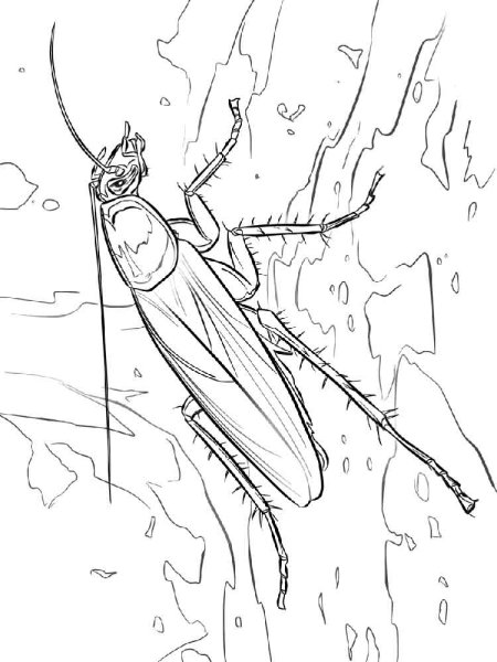 Таракан поэтапно рисовать