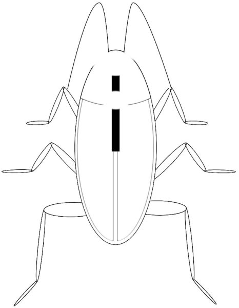 Поэтапное рисование жука для детей