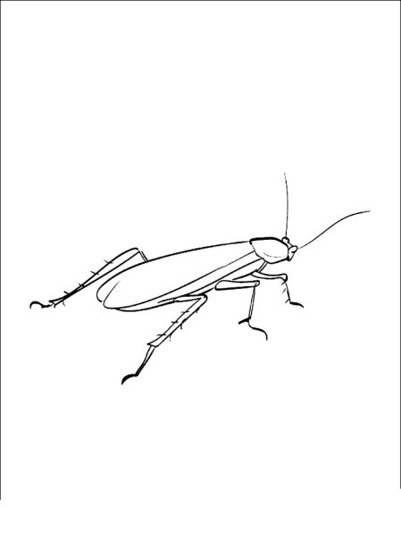 Пруссаки насекомые