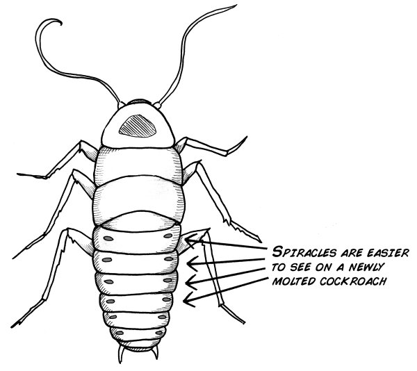 Мадагаскарский таракан раскраска