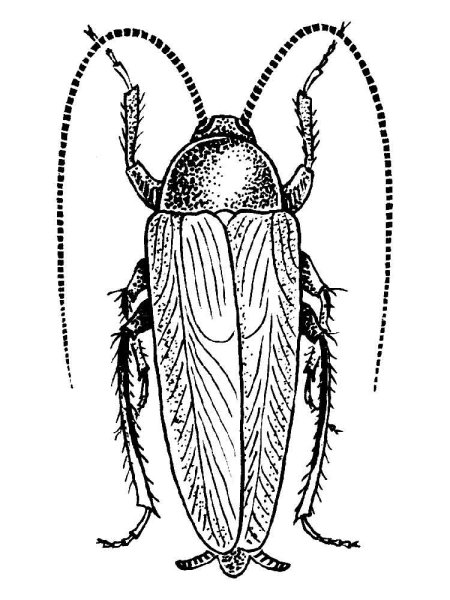 Раскраски насекомые таракан