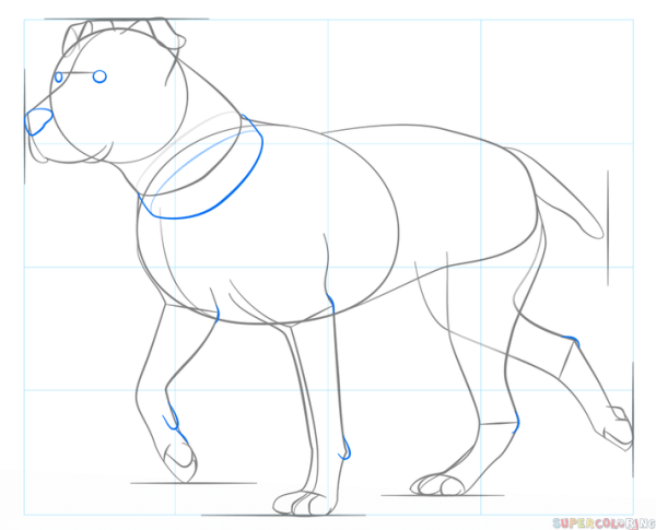 Поэтапное рисование питбуля