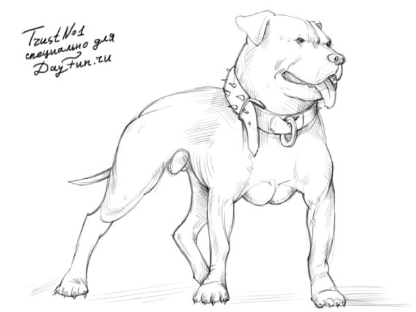 Рисунки собак карандашом питбуль