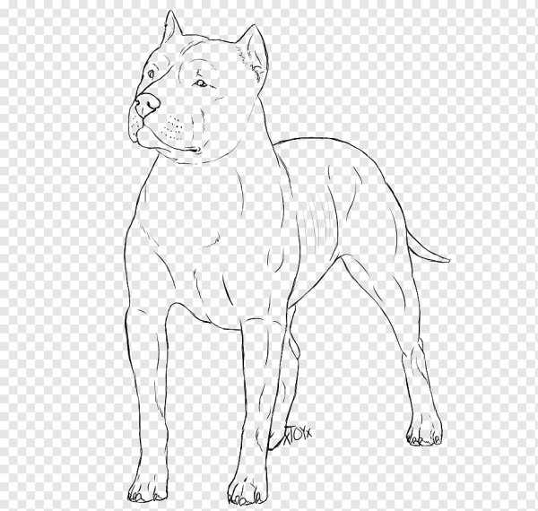 Американский стаффордширский терьер раскраска