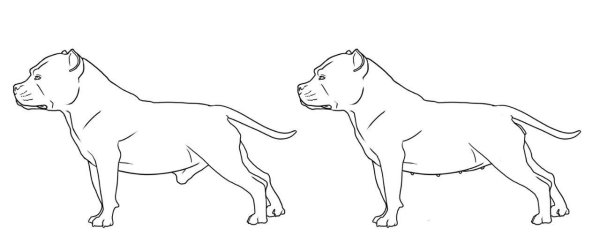 Питбуль в профиль рисунок