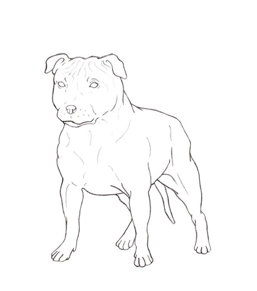 Стаффордширский бультерьер раскраска