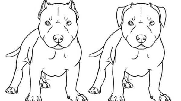 Рисунок стаффорда