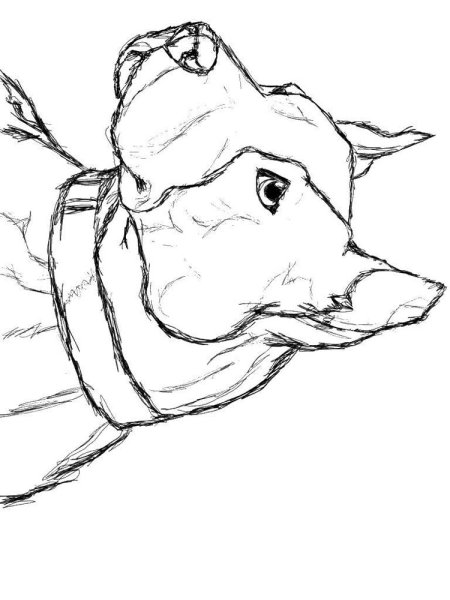 Раскраска питбуля