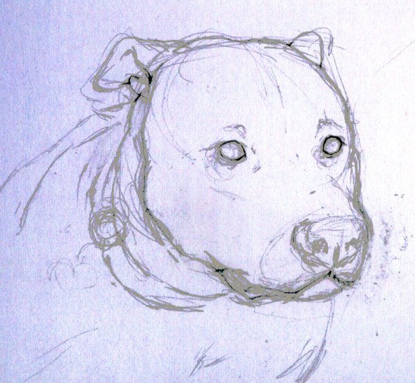 Рисовка питбуля