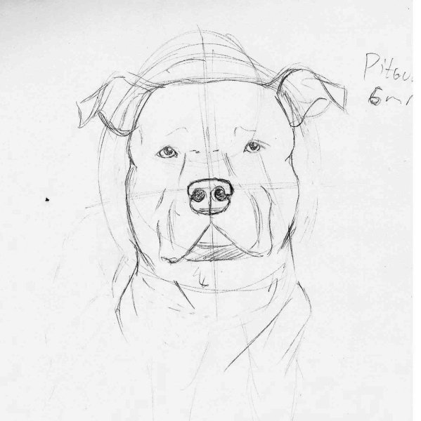 Поэтапное рисование морды питбуля