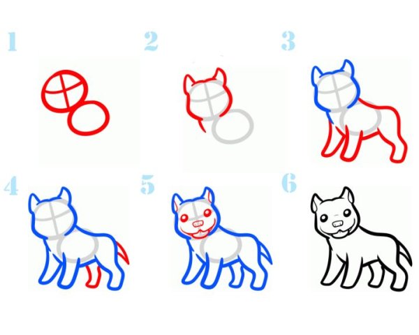 Питбуль поэтапно нарисовать