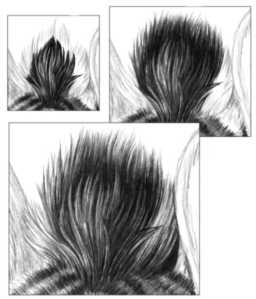 Рисование шерсти животных