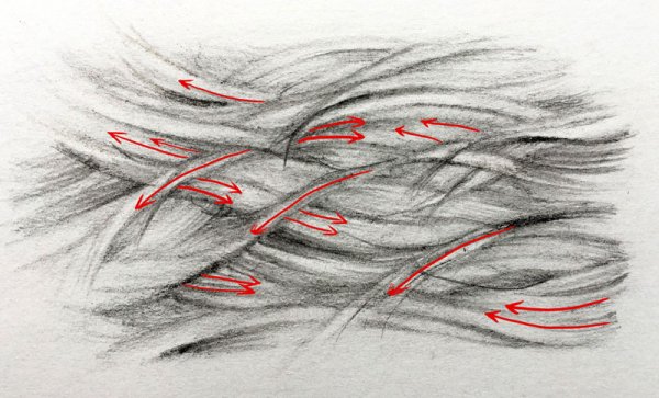 Шерсть карандашом