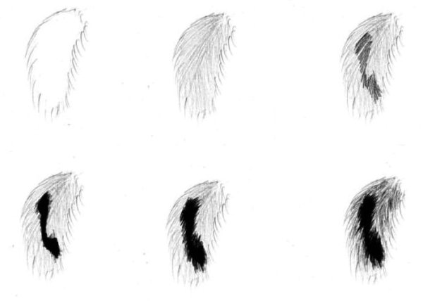 Зарисовки шерсти животных