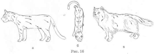 Направление шерсти у кошек