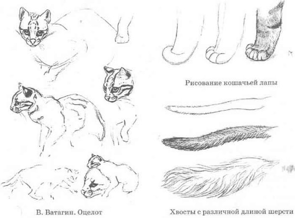 Кошка карандашом шерсть