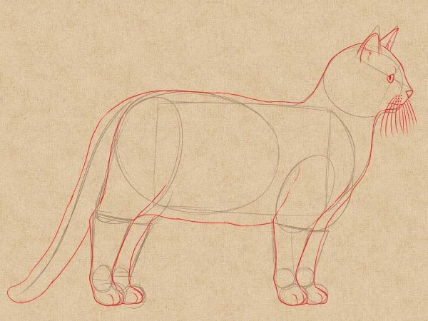 Зарисовка кошки сбоку