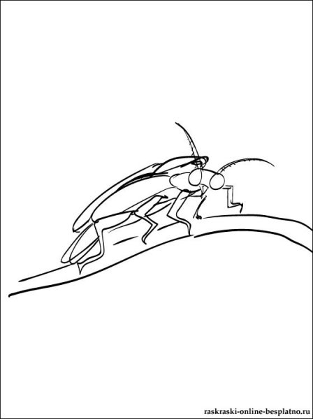 Жук светляк раскраска