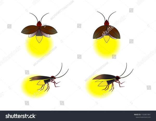 Светлячок поэтапное рисование