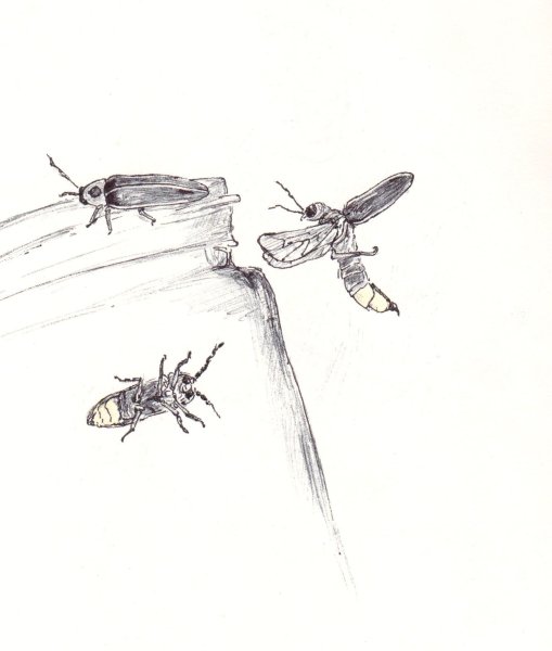 Информация о светлячках