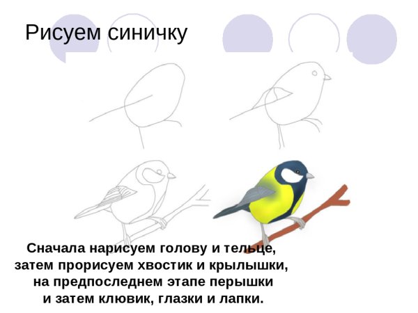 Пошаговое рисование птицы