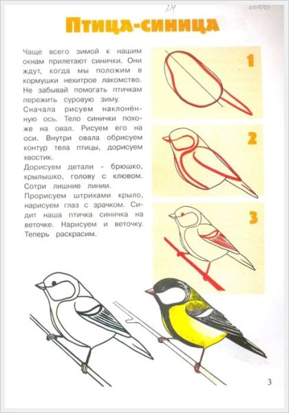 Поэтапное рисование птицы синицы