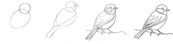 Поэтапное рисование птицы на ветке
