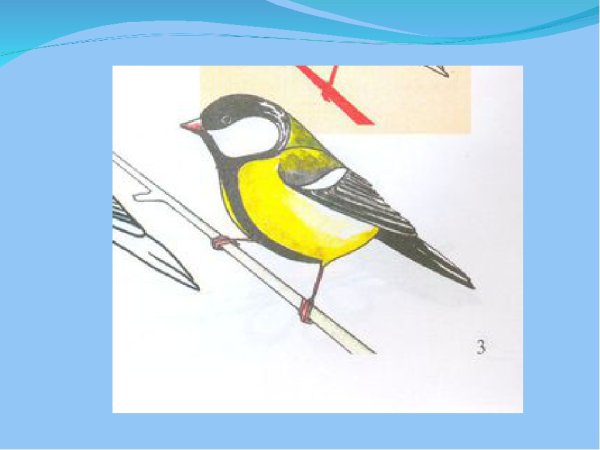 Презентация поэтапное рисование птиц