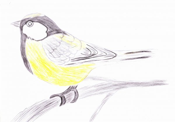 Синица карандашом