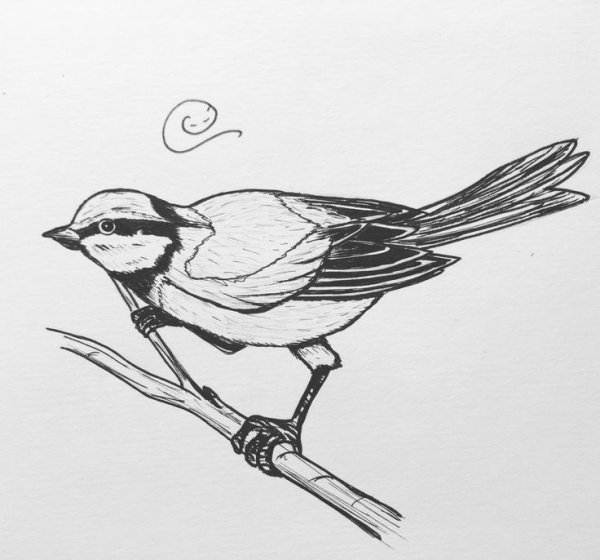 Синица набросок