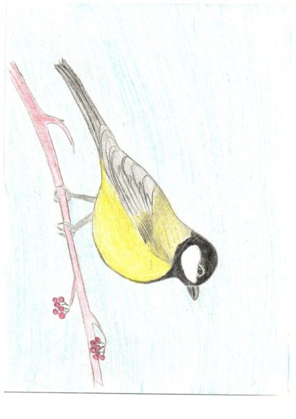 Этапы рисования синицы