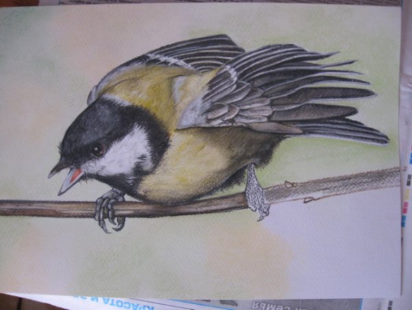 Пошаговое рисование синицы карандашом