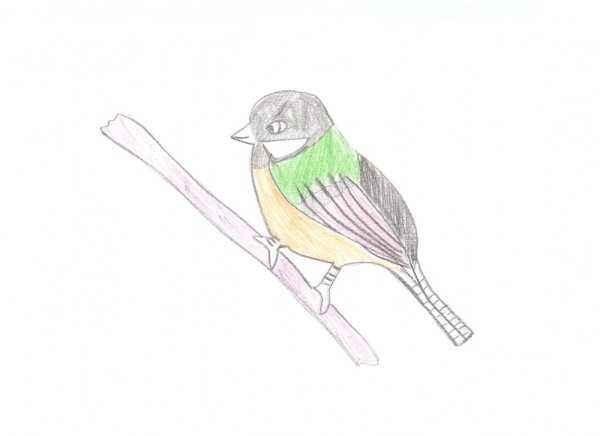 Синица пошаговое рисование