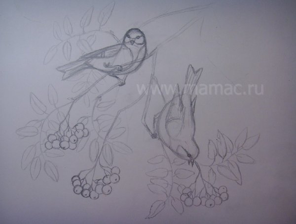 Синица в полёте рисунок пошагово