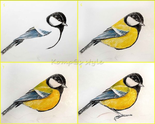 Синица поэтапно