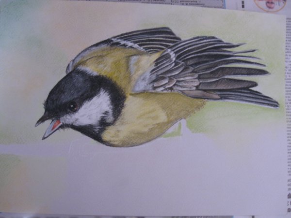 Синица рисунок карандашом сложный