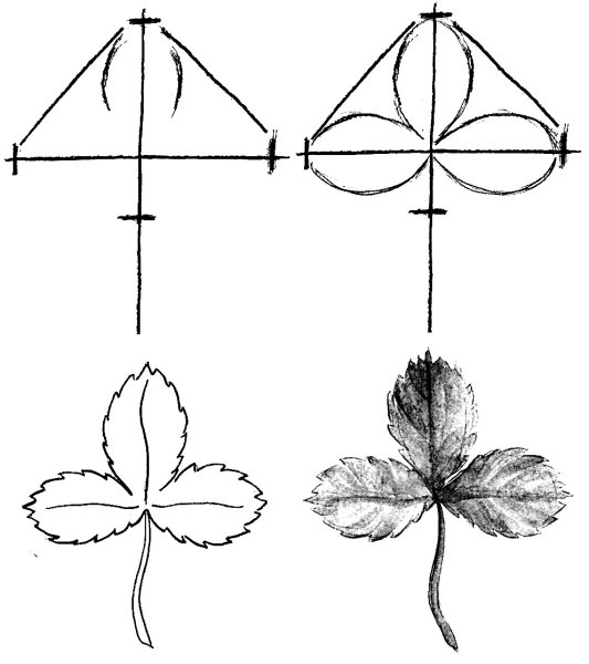 Поэтапное рисование листа