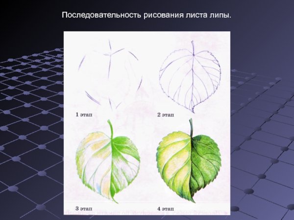 Последовательное рисование листьев