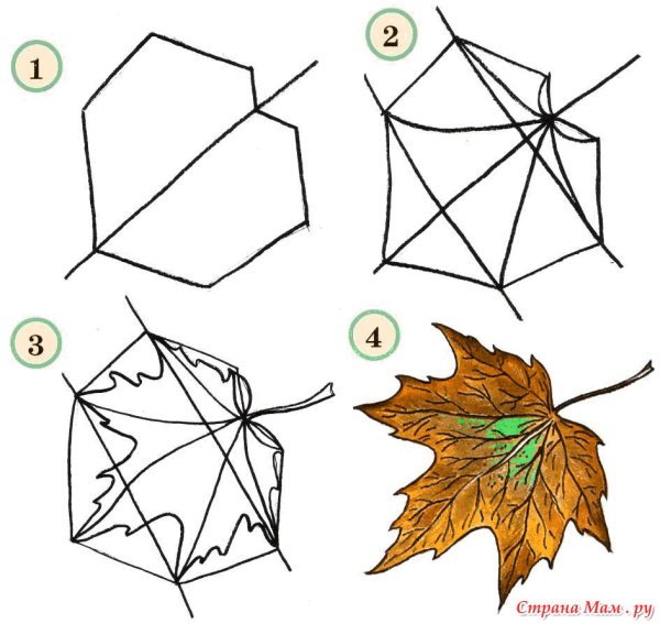 Поэтапный рисунок листа клена