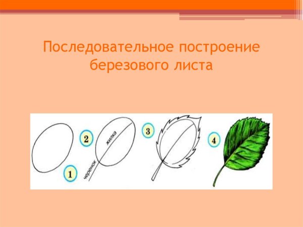 Построение листа березы