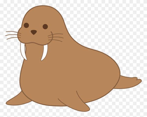 Морской котик мультяшный