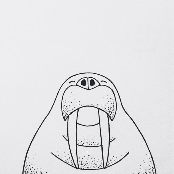 Морж картинки